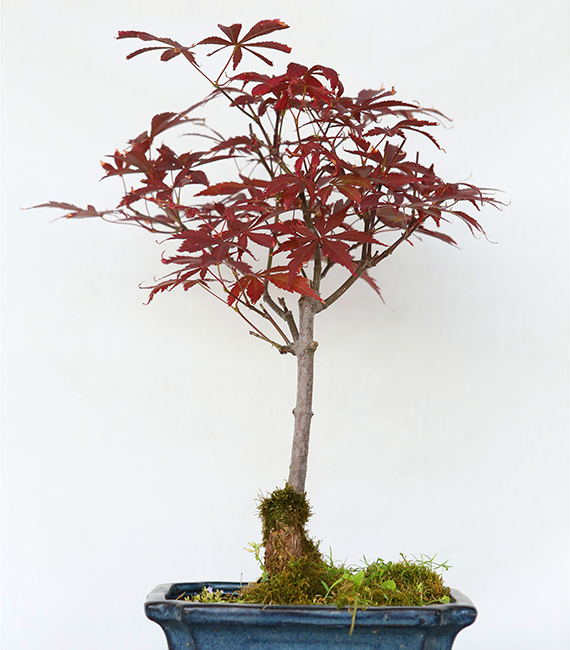 红枫15cm盆栽