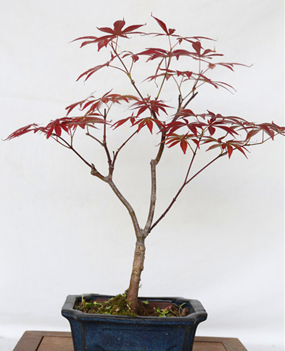 红枫20cm盆栽