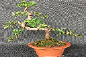 榆树15cm盆栽